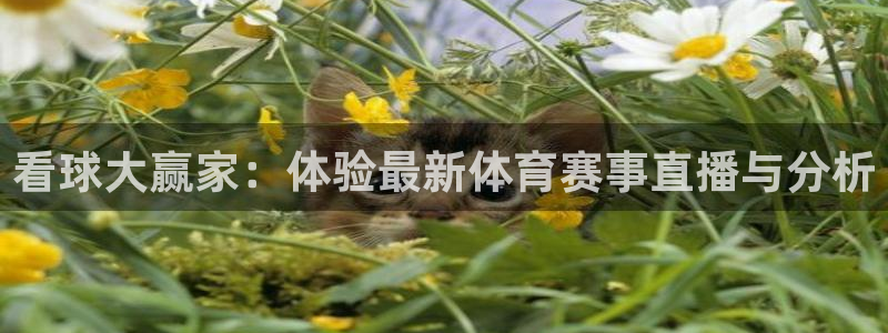看球大赢家：体验最新体育赛事直播与分析