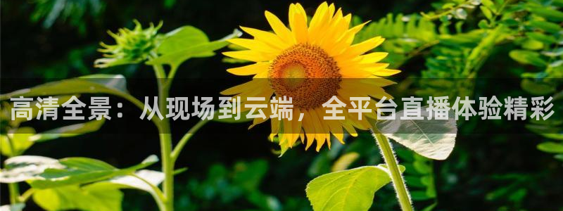 高清全景：从现场到云端，全平台直播体验精彩