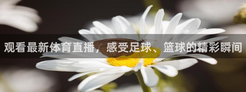 观看最新体育直播，感受足球、篮球的精彩瞬间