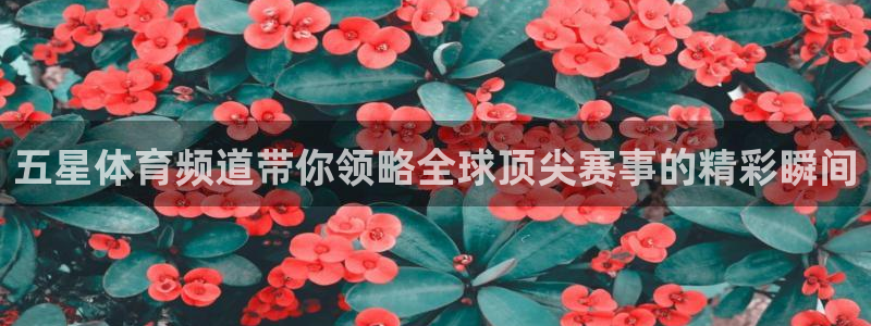 五星体育频道带你领略全球顶尖赛事的精彩瞬间