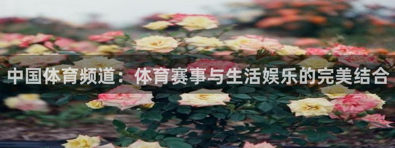 中国体育频道：体育赛事与生活娱乐的完美结合
